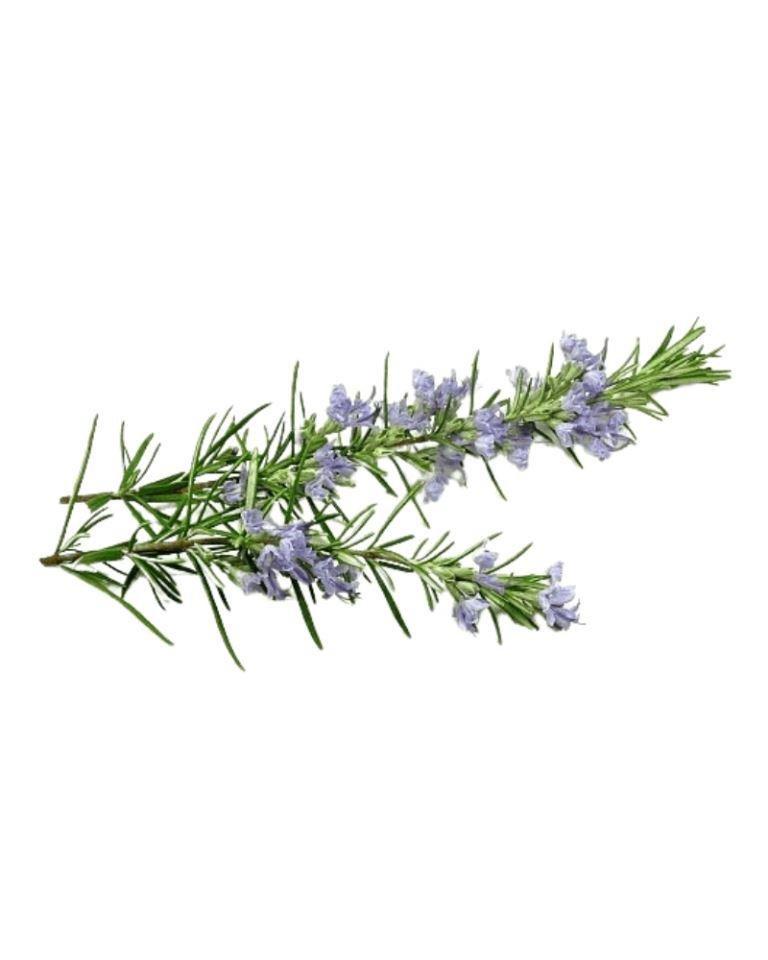 Rosemary Herb
