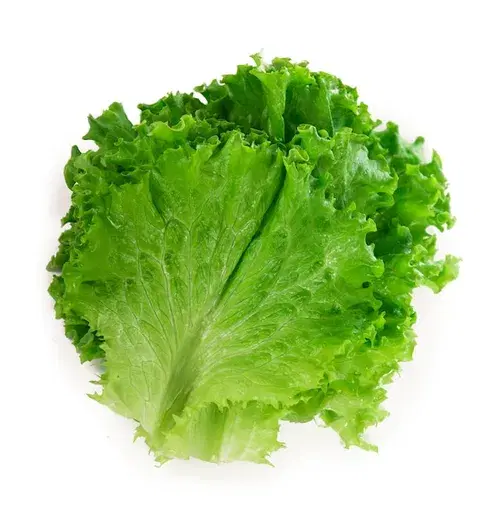 Lettuce Green