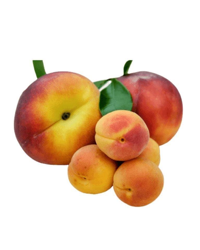 Apricot Imported