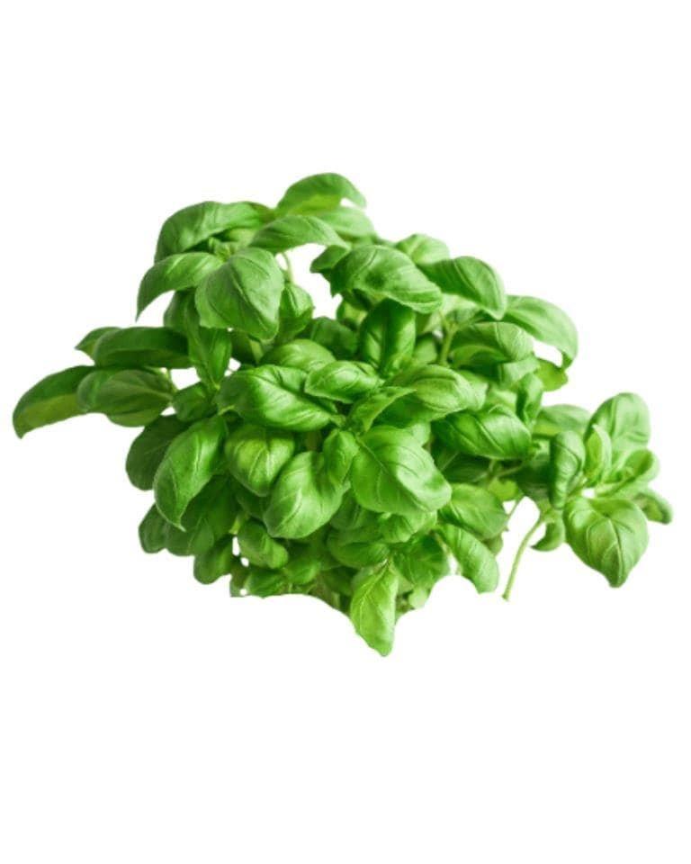 Basil Leaves