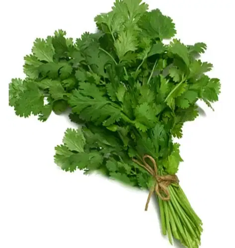 Coriander