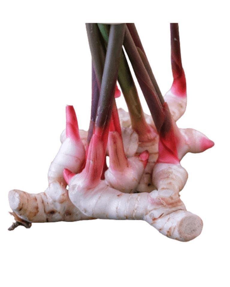 Galangal-Thai Ginger