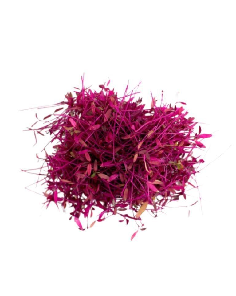 Micro Greens Amaranths
