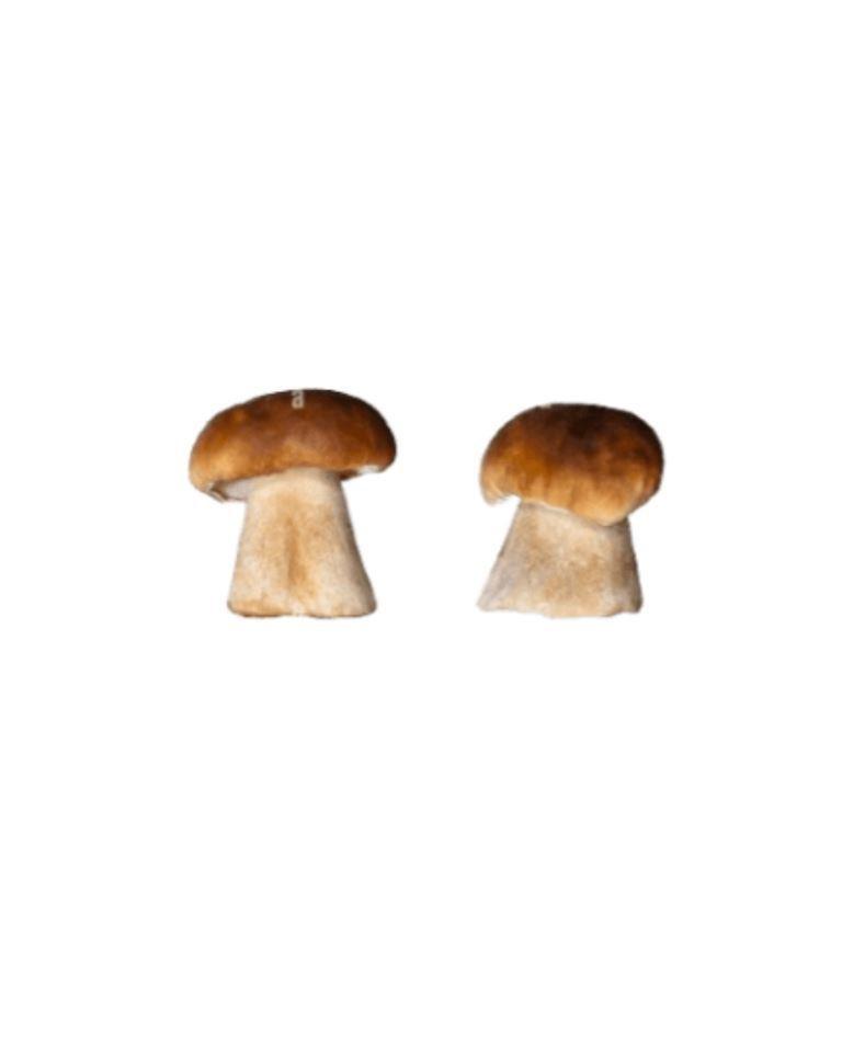 Mushroom Ceps