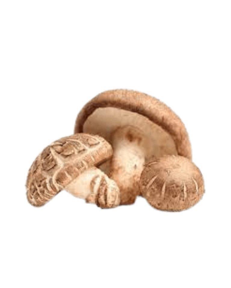 Mushroom Shiitake