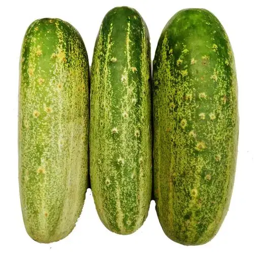 Cucumber Desi