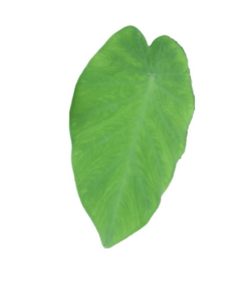 Arbi Leafs