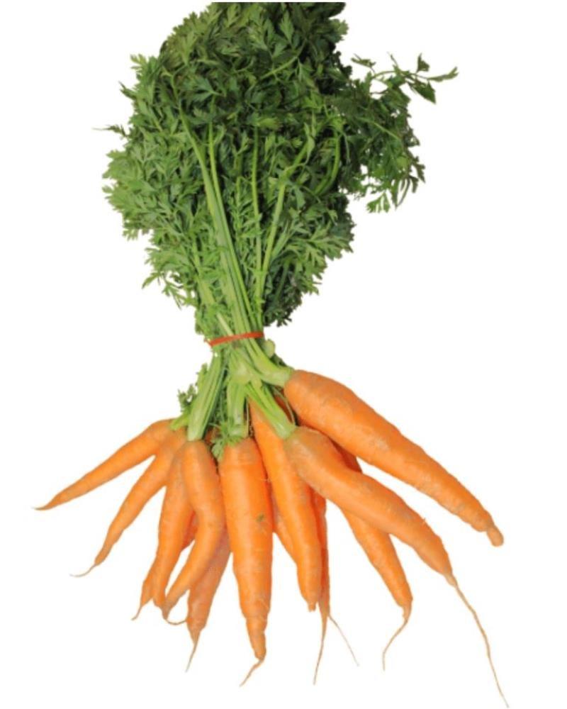 Carrot pink