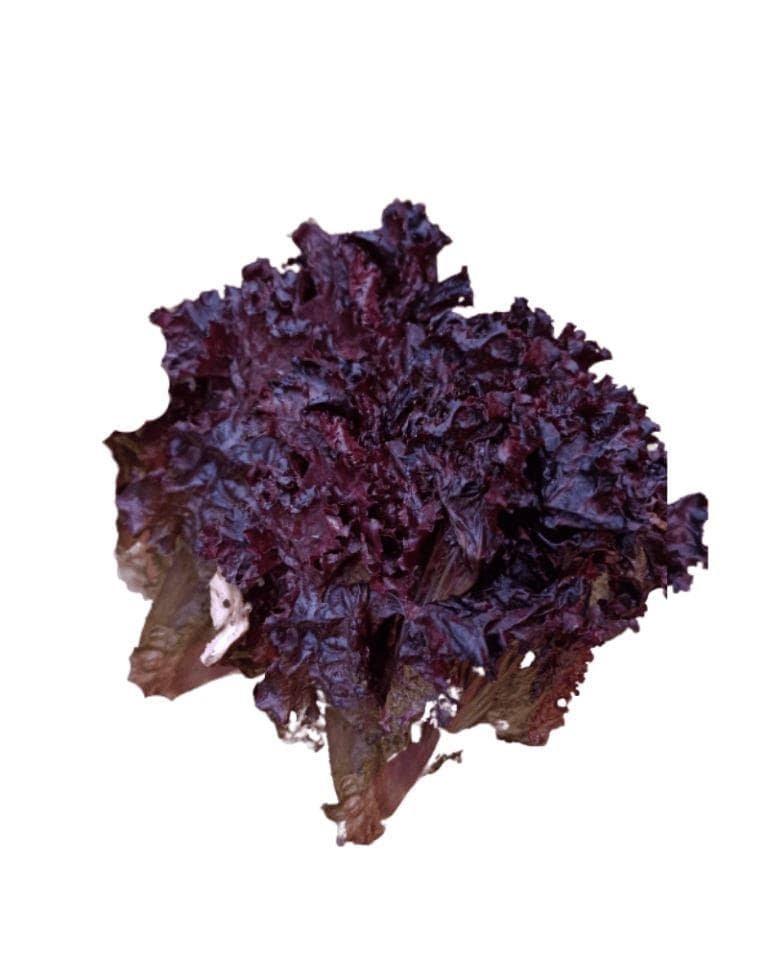Lettuce Red