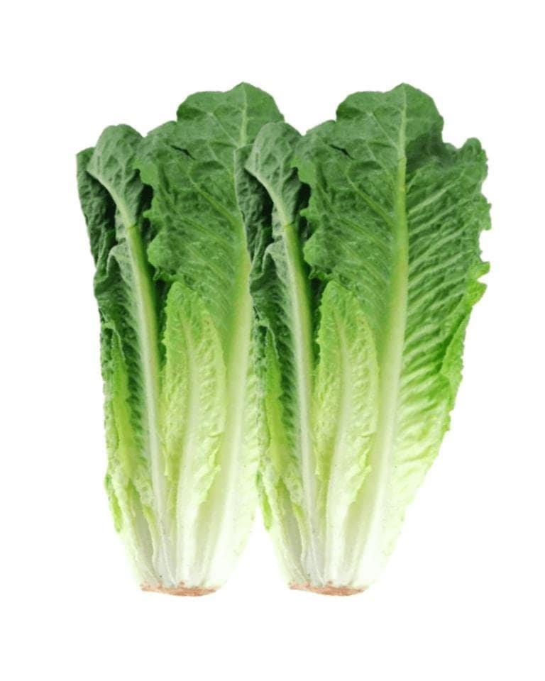 Lettuce Romaine
