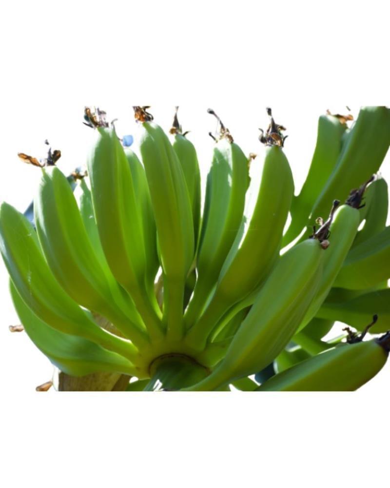 Raw Banana