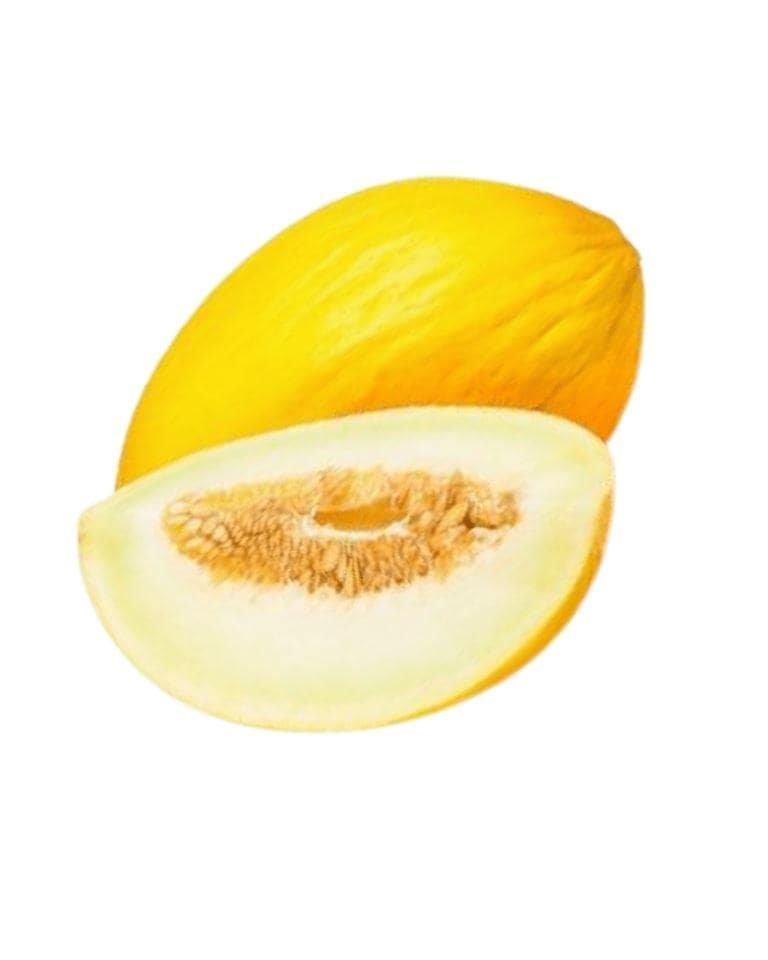 Sarda Melon